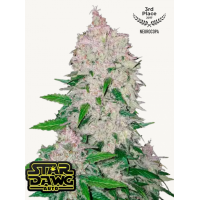 STARDAWG Auto