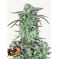 STRAWBERRY BANANA Auto