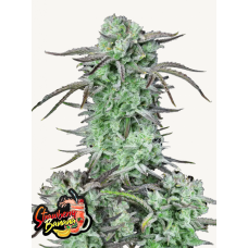 STRAWBERRY BANANA Auto