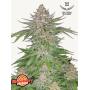 Семена каннабиса STRAWBERRY PIE Auto