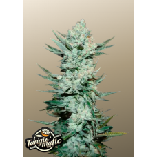 TANGIE Auto