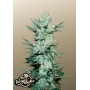 Семена каннабиса TANGIE Auto