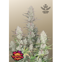 TROPICANA Cookies Auto