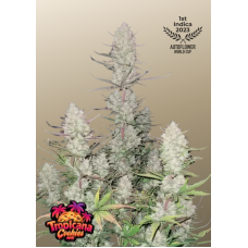 TROPICANA Cookies Auto