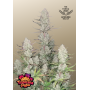 Семена каннабиса TROPICANA Cookies Auto