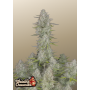 Семена каннабиса Wedding CHEESECAKE Auto