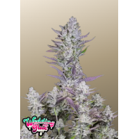 Wedding GLUE Auto