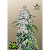 West Coast O.G. Auto