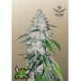 Семена каннабиса West Coast O.G. Auto