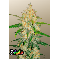 Z Auto (Zkittlez Auto)