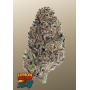 Семена каннабиса LEMON CHERRY RUNTZ ™