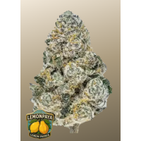 LEMONPAYA ™
