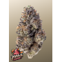Семена каннабиса PAPAYA SHERBET ™