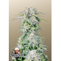 Сорт семян каннабиса Original AUTO AFGHAN KUSH