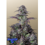Сорт семян каннабиса Original AUTO BLUEBERRY