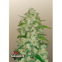 Original AUTO CHEMDAWG