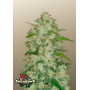 Сорт семян каннабиса Original AUTO CHEMDAWG