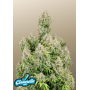 Сорт семян каннабиса Original AUTO CINDERELLA