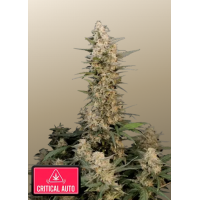 Original AUTO CRITICAL