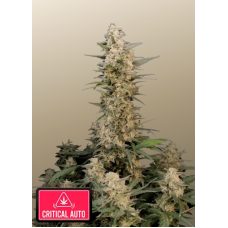 Original AUTO CRITICAL