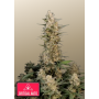 Сорт семян каннабиса Original AUTO CRITICAL