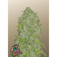 Original AUTO JACK HERER