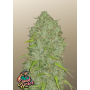 Сорт семян каннабиса Original AUTO JACK HERER