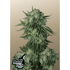 Original AUTO MOBY DICK