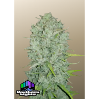 Original AUTO NORTHERN LIGHTS