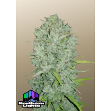 Original AUTO NORTHERN LIGHTS