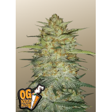 Original AUTO OG KUSH