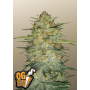 Сорт семян каннабиса Original AUTO OG KUSH
