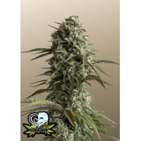 Original AUTO SKUNK