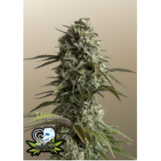 Original AUTO SKUNK