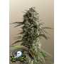 Сорт семян каннабиса Original AUTO SKUNK