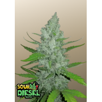 Original AUTO SOUR DIESEL