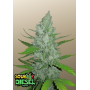 Сорт семян каннабиса Original AUTO SOUR DIESEL