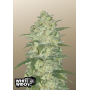 Сорт семян каннабиса Original AUTO WHITE WIDOW