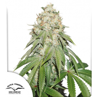 Banana Blaze®