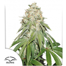 Banana Blaze®