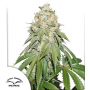 Семена конопли Banana Blaze®