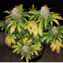 Семена конопли Banana Blaze®