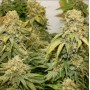 Семена конопли Banana Blaze®