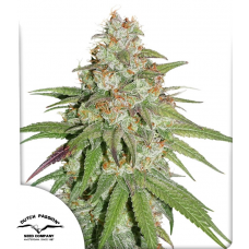 Glueberry O.G.®