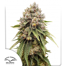 Ice Cream Haze®