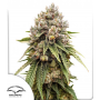 Семена каннабиса Ice Cream Haze®