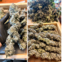 Семена каннабиса Ice Cream Haze®