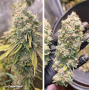 Семена каннабиса Ice Cream Haze®