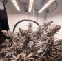 Семена каннабиса Ice Cream Haze®