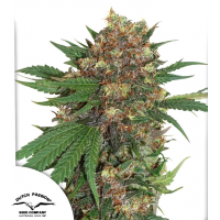 Master Kush®